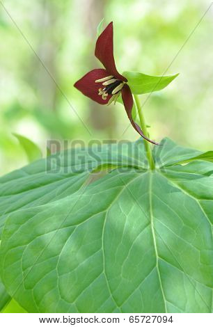 Flower from wild Trillium grandiflorum in North Carolina