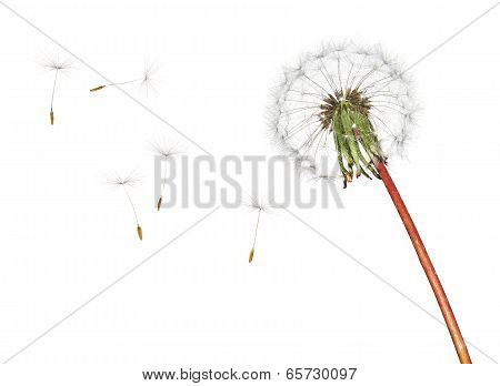 Dandelion isolated on white background