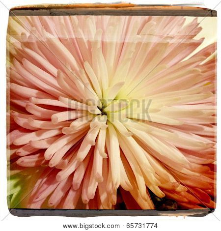 Instagram style image of a pink chrysanthemum, instant film look