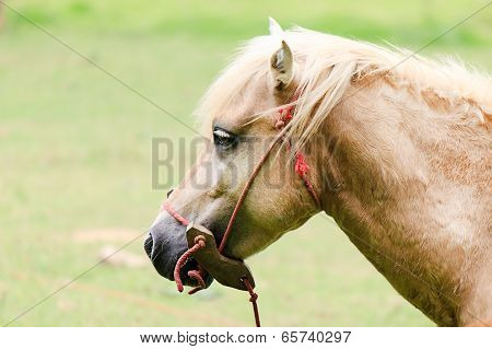 horse head side view