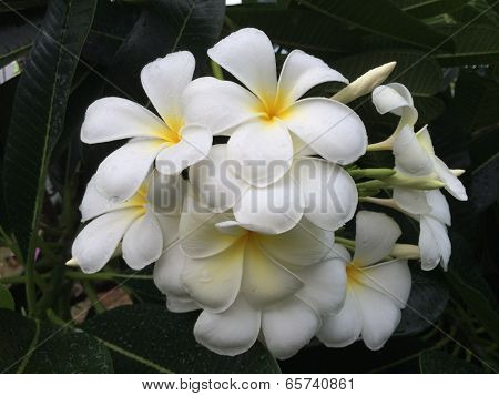 Beautiful White Scented Blooms With Yellow Centers
