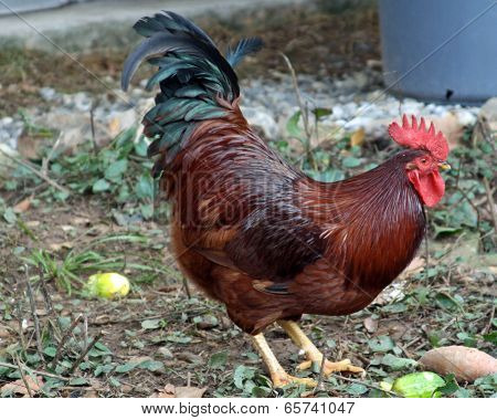 RED ROOSTER