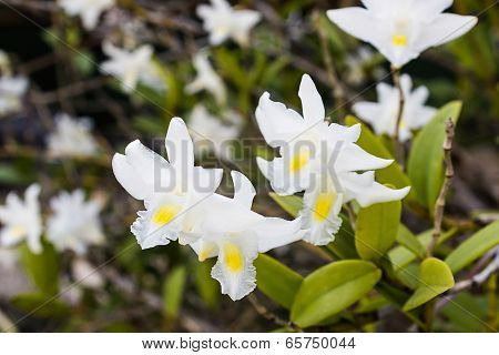 White Orchid Flower On Tree, Dendrobium Crumenatum.