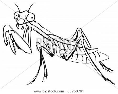 Mantis