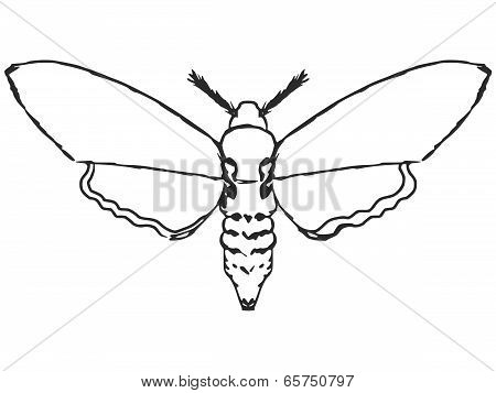 Moth