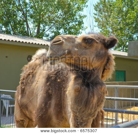Camel In Zoo