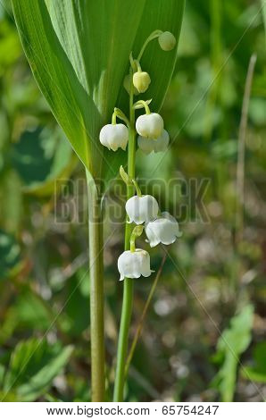 Flowers Of May Lily