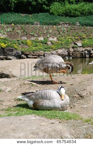 Mountain Gooses