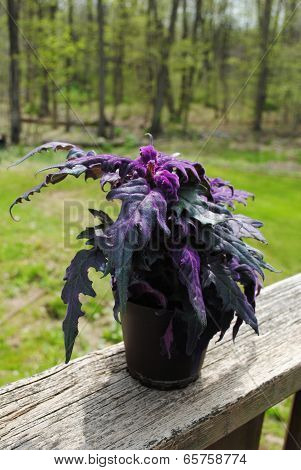 Purple Passion Plant In The Summer Sunshine