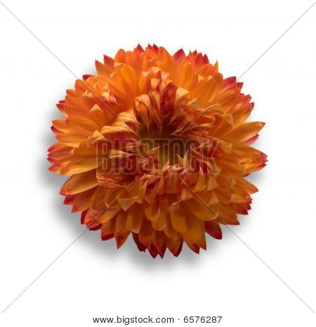 Orangefarbene Blume.
