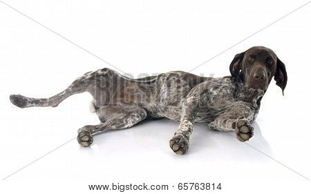 German Shorthaired Pointer