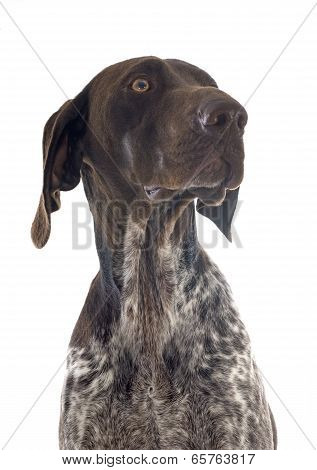 German Shorthaired Pointer