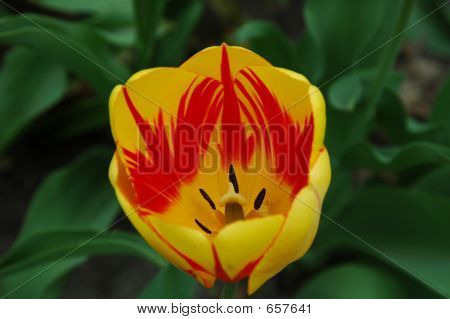 Tulip 