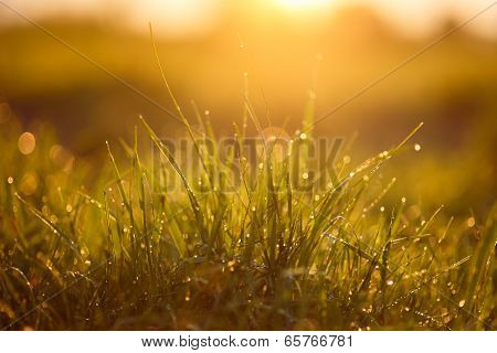 grass with rain drops
