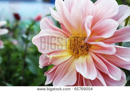 Pink Dahlia Flower