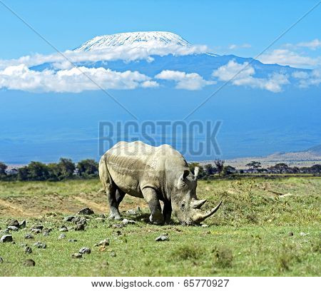 Rhino
