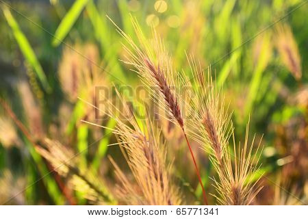 Wheat Grass