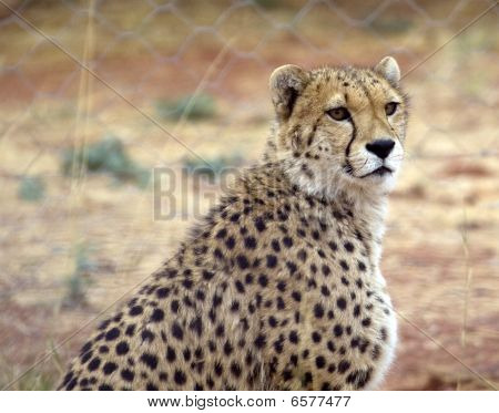 Otjitotongwe, Cheetah Lodge