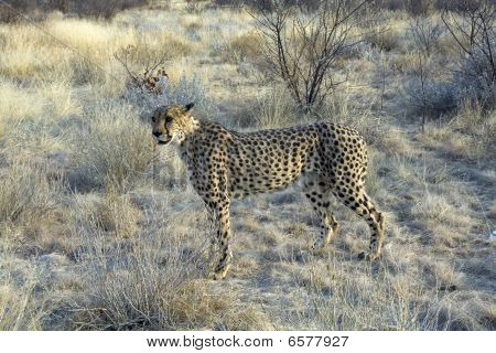 Otjitotongwe, Cheetah Lodge