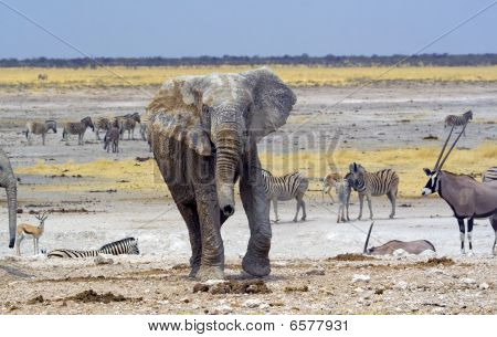 Nebrownii Waterhole