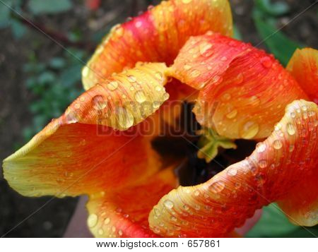 Tulipa