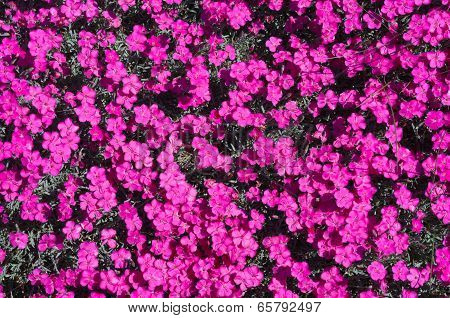 Dianthus Gratianopolitanus