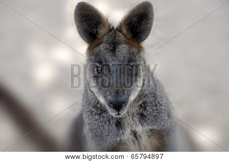 wallaby