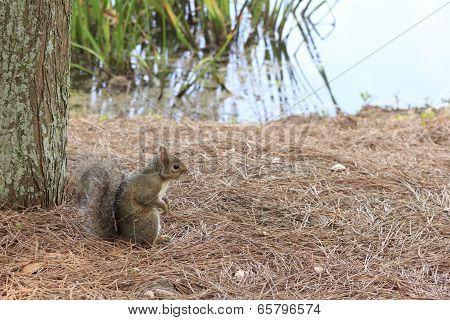 Squirrel sitting in the brush along pond