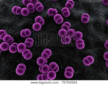 meningococcus,