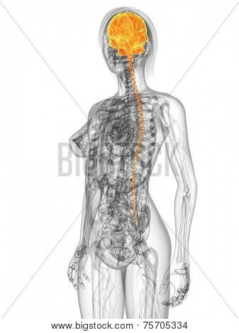 highlighted brain