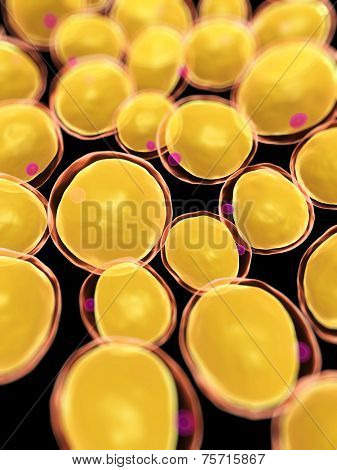 3d rendered, medical illustration of some fat cells