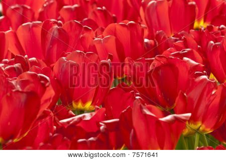 Tulipanes