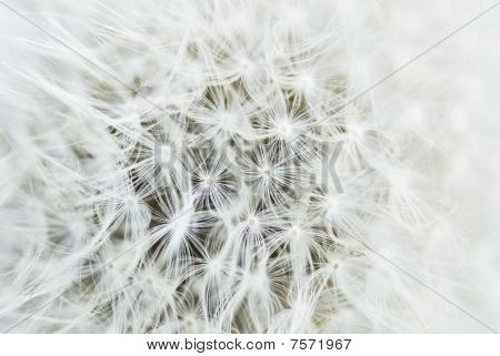 솜 털 씨앗