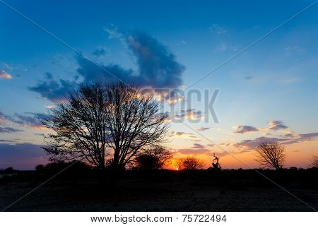 African Sunset With Tree In Front