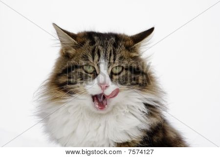 kedi
