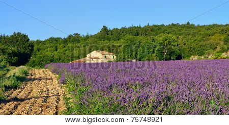 Provence Rural Landscape