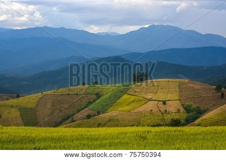 Pattern of plantation on mountain
