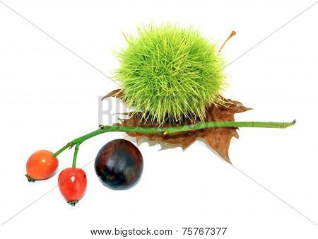 Autumnal Composition C