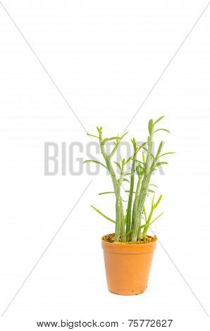 Cactus In The Small Pots On White Background