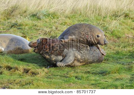 Atlantic Grey Seal