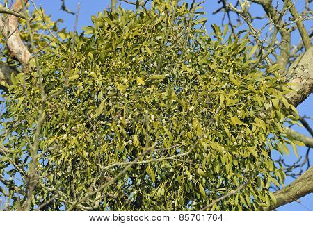 Mistletoe