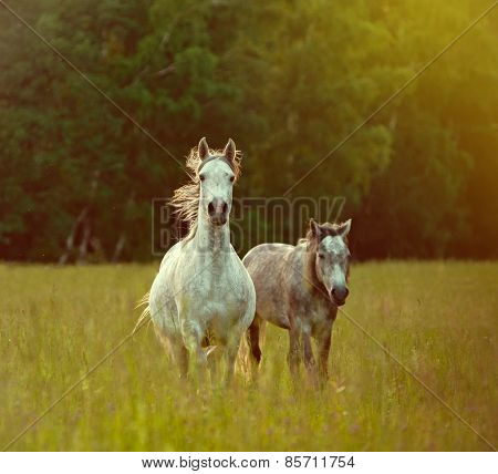 Arab Horses