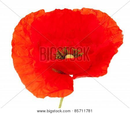 Bright Red Poppy Flower Isolated