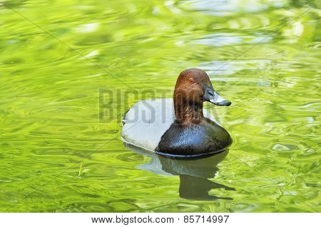 Portrait  Of Duck On The Water