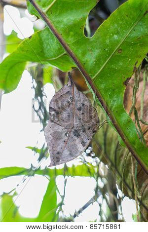 Leaf Butterfly