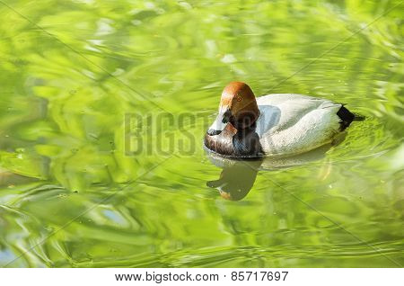 Wild Duck On The Water
