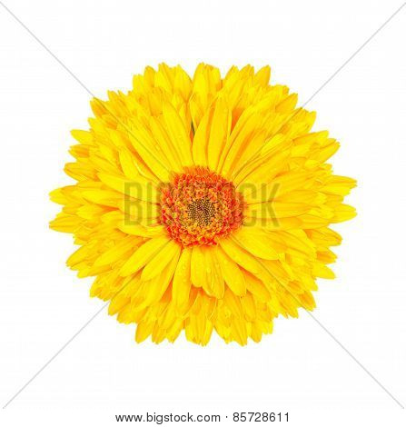 yellow gerbera flower isolated white background