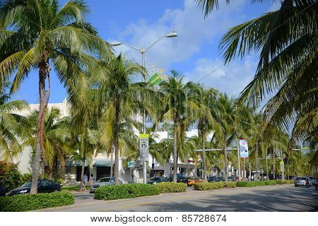 MIAMI - DEC 24, 2012: Tropical scene of rows of Palm trees on Washington Avenue, Miami Beach in Miami, Florida, USA
