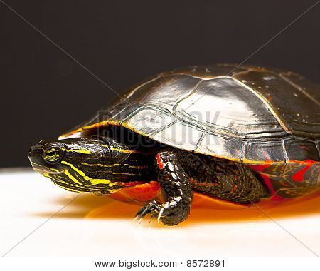 Skildpadde
