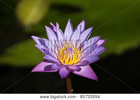 Water Lily